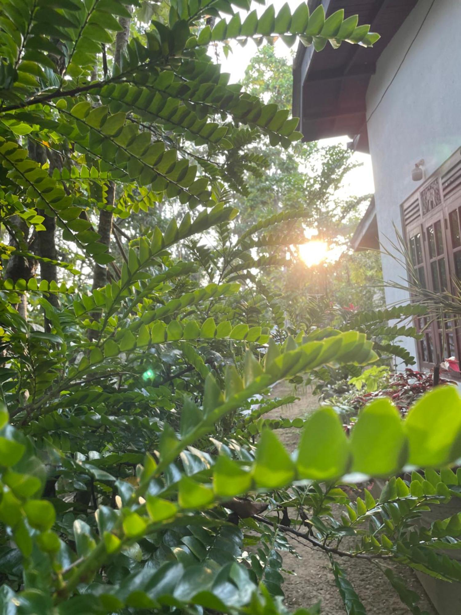 Eco Garden Hiriketiya 호텔 디크웰라 외부 사진