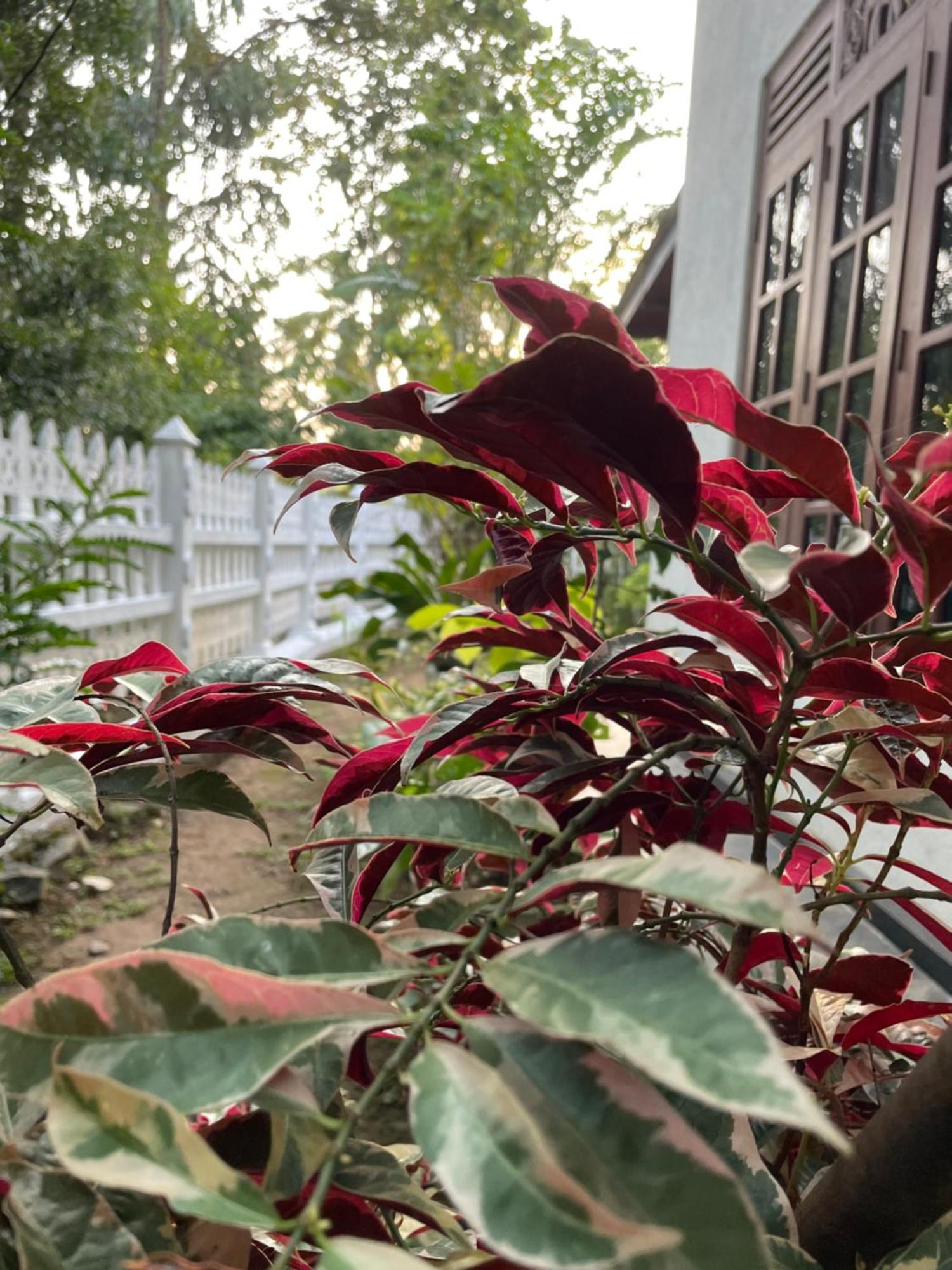 Eco Garden Hiriketiya 호텔 디크웰라 외부 사진