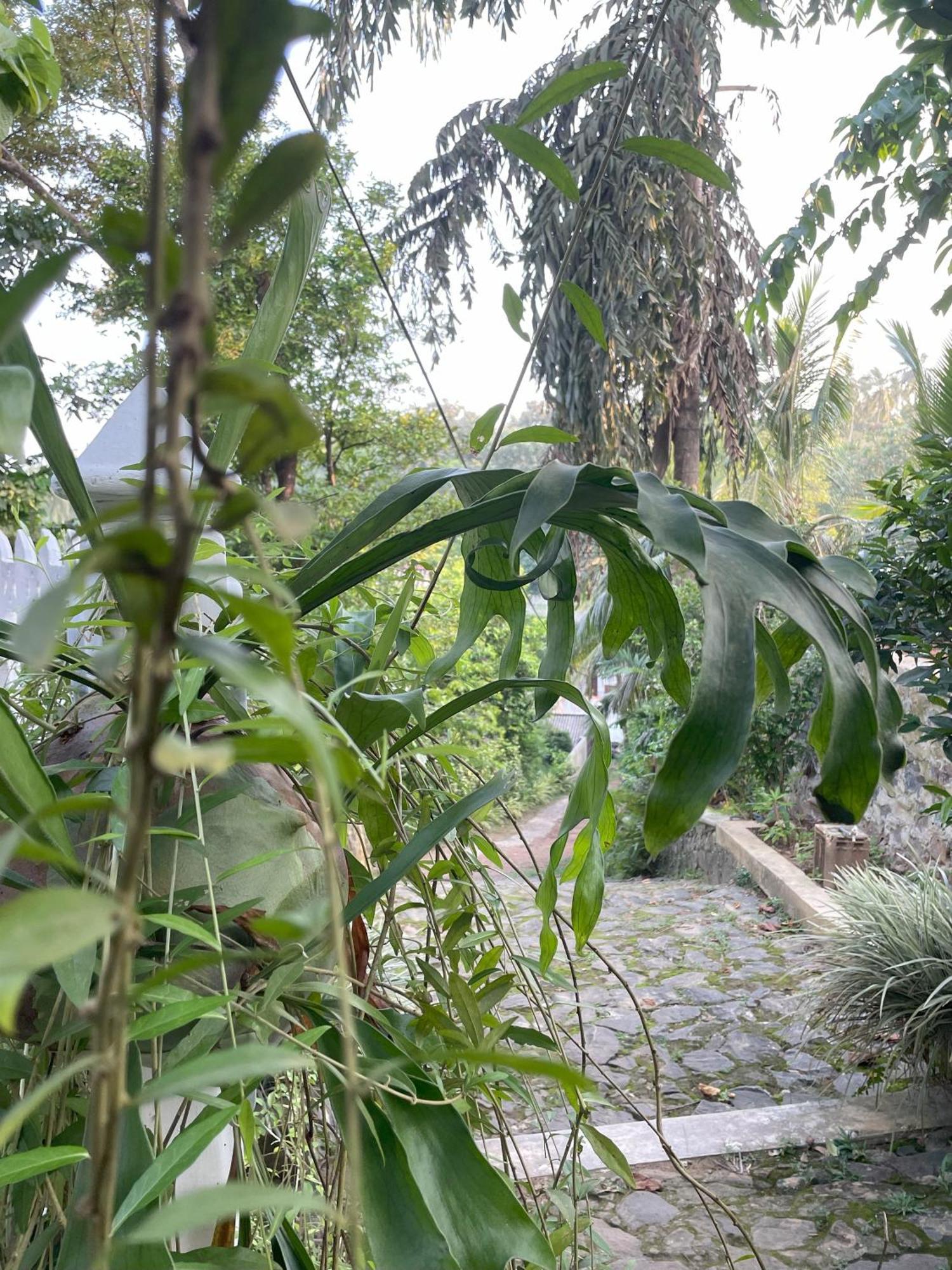 Eco Garden Hiriketiya 호텔 디크웰라 외부 사진